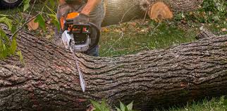 Best Emergency Tree Removal  in West Elmira, NY