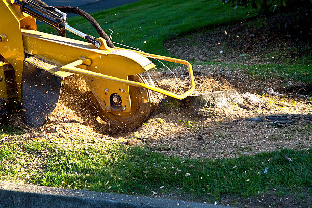 Best Lawn Pest Prevention  in West Elmira, NY