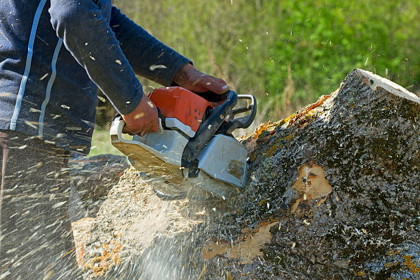 Best Lawn Watering Services  in West Elmira, NY